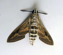 Image of striped hawk-moth