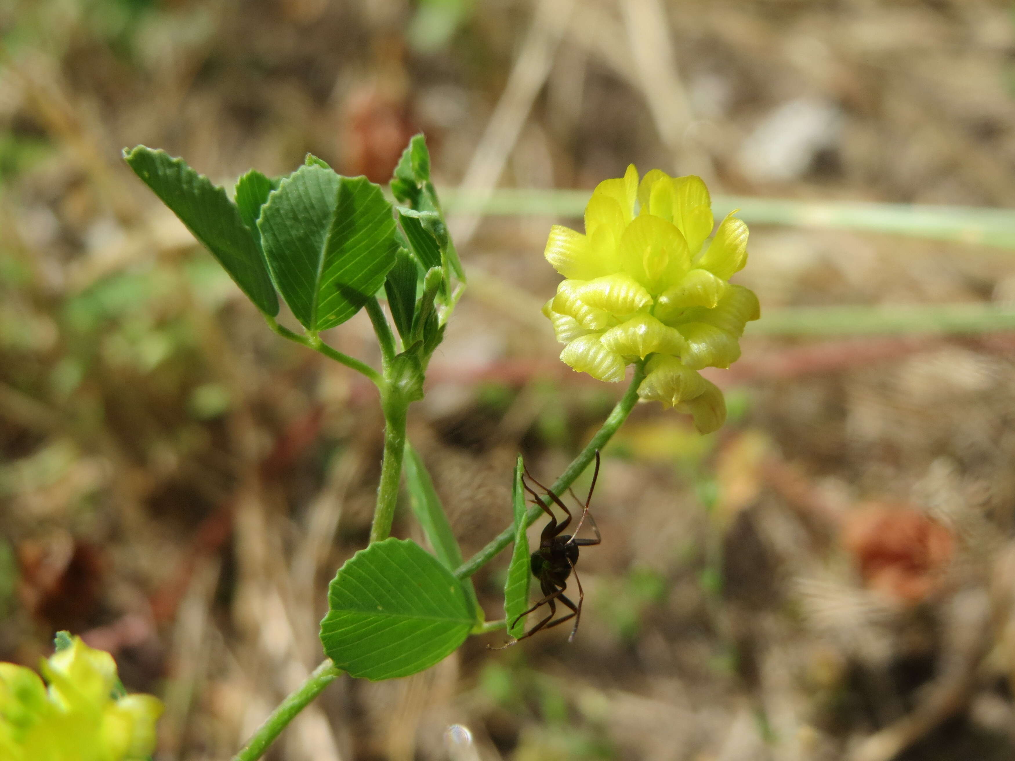 Image of field clover