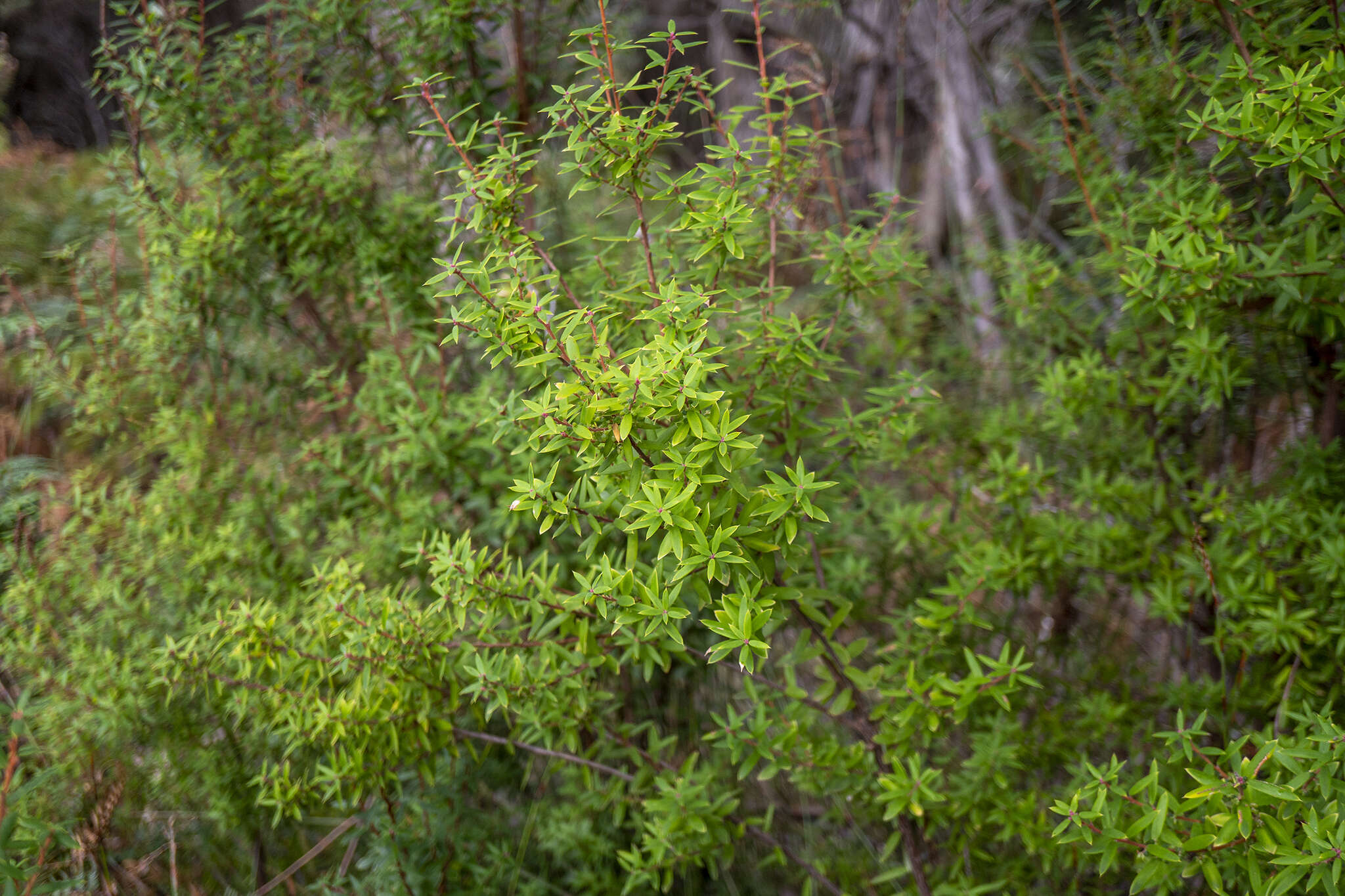 Image of Monotoca glauca (Labill.) Druce