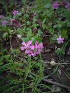 Silene aegyptiaca (L.) L. fil.的圖片