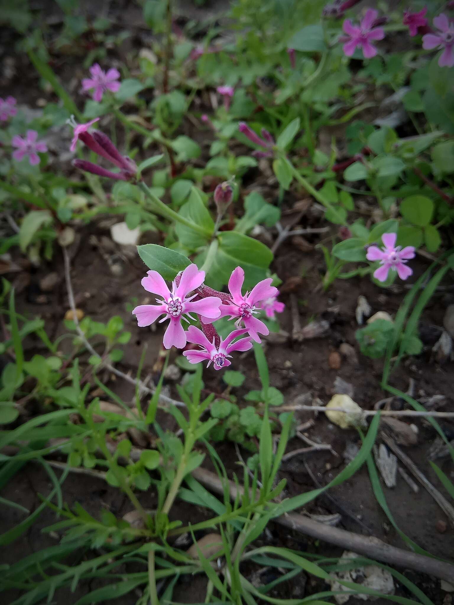 Silene aegyptiaca (L.) L. fil.的圖片