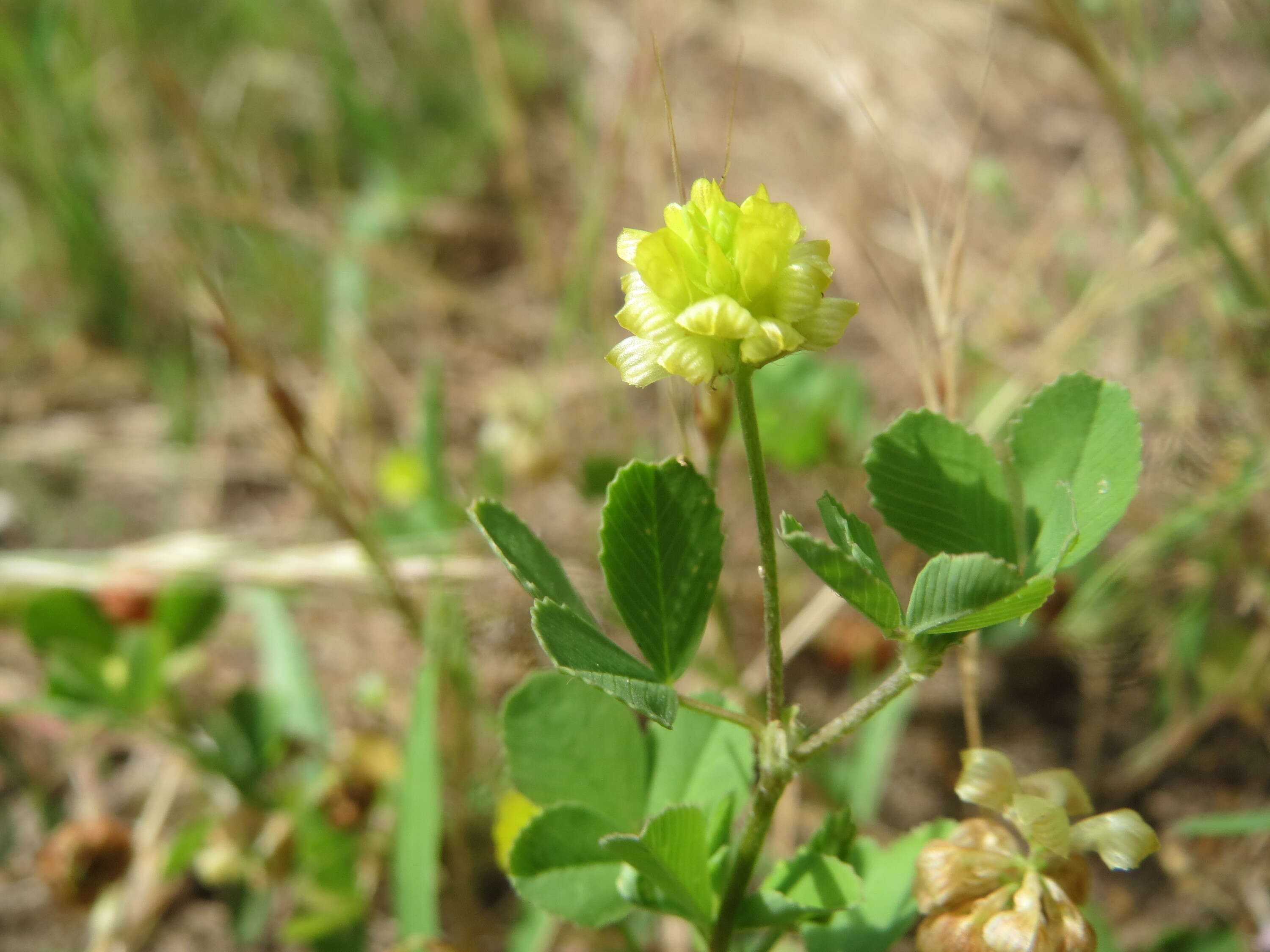 Image of field clover