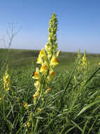 Plancia ëd Linaria biebersteinii Besser