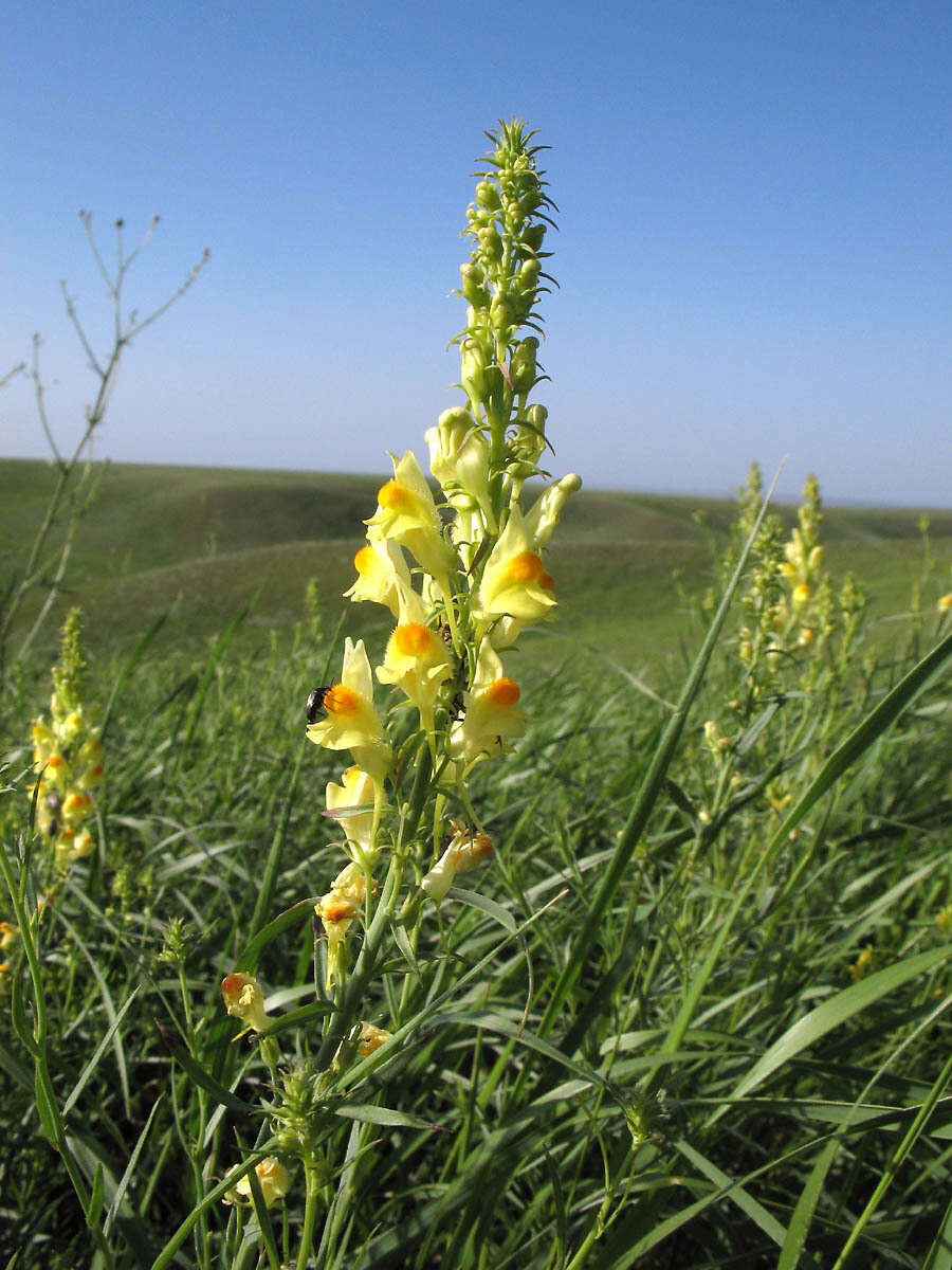 Plancia ëd Linaria biebersteinii Besser