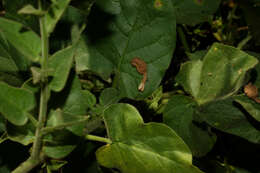 Imagem de Nicotiana glutinosa L.