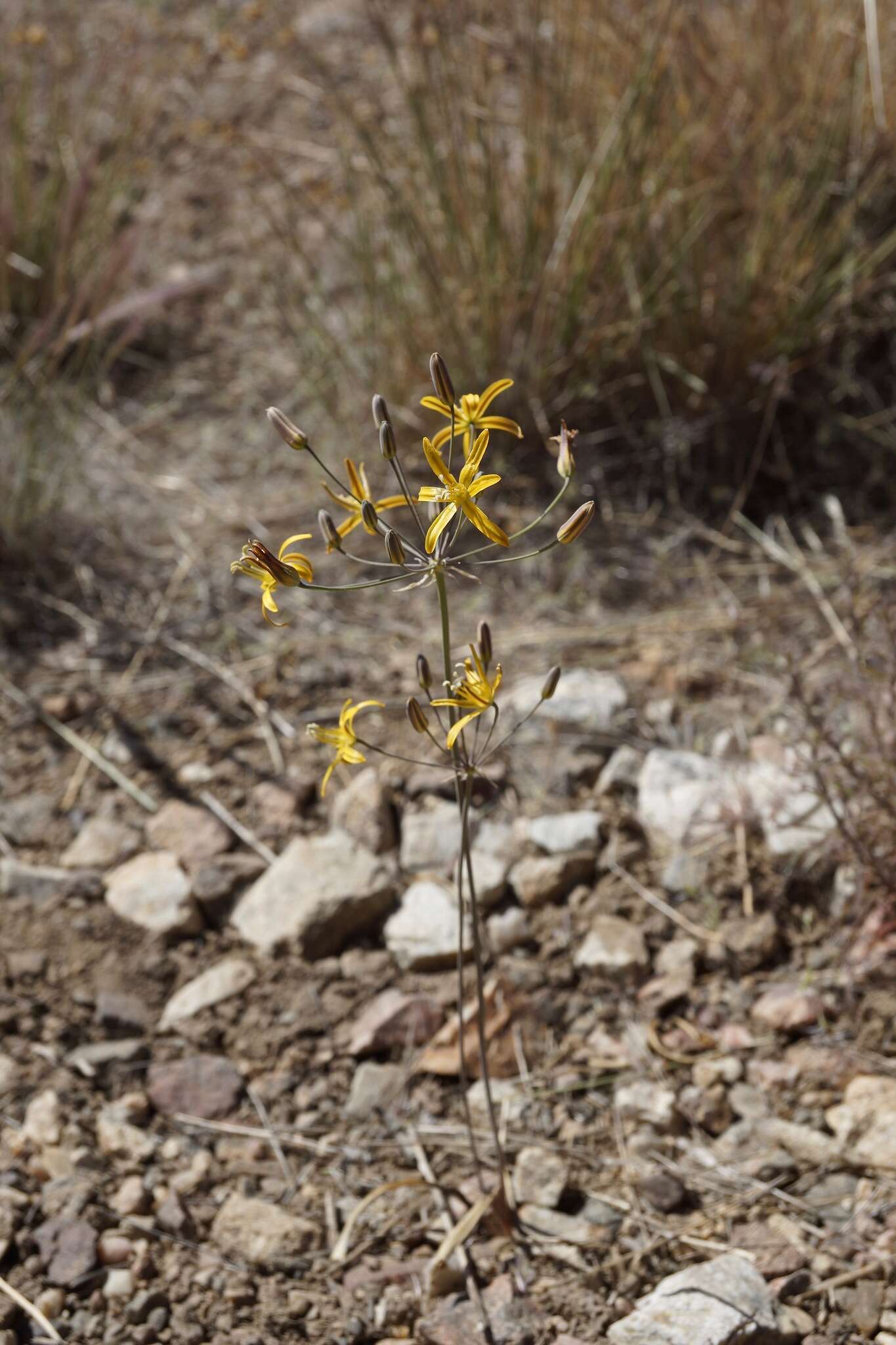 Image of common goldenstar