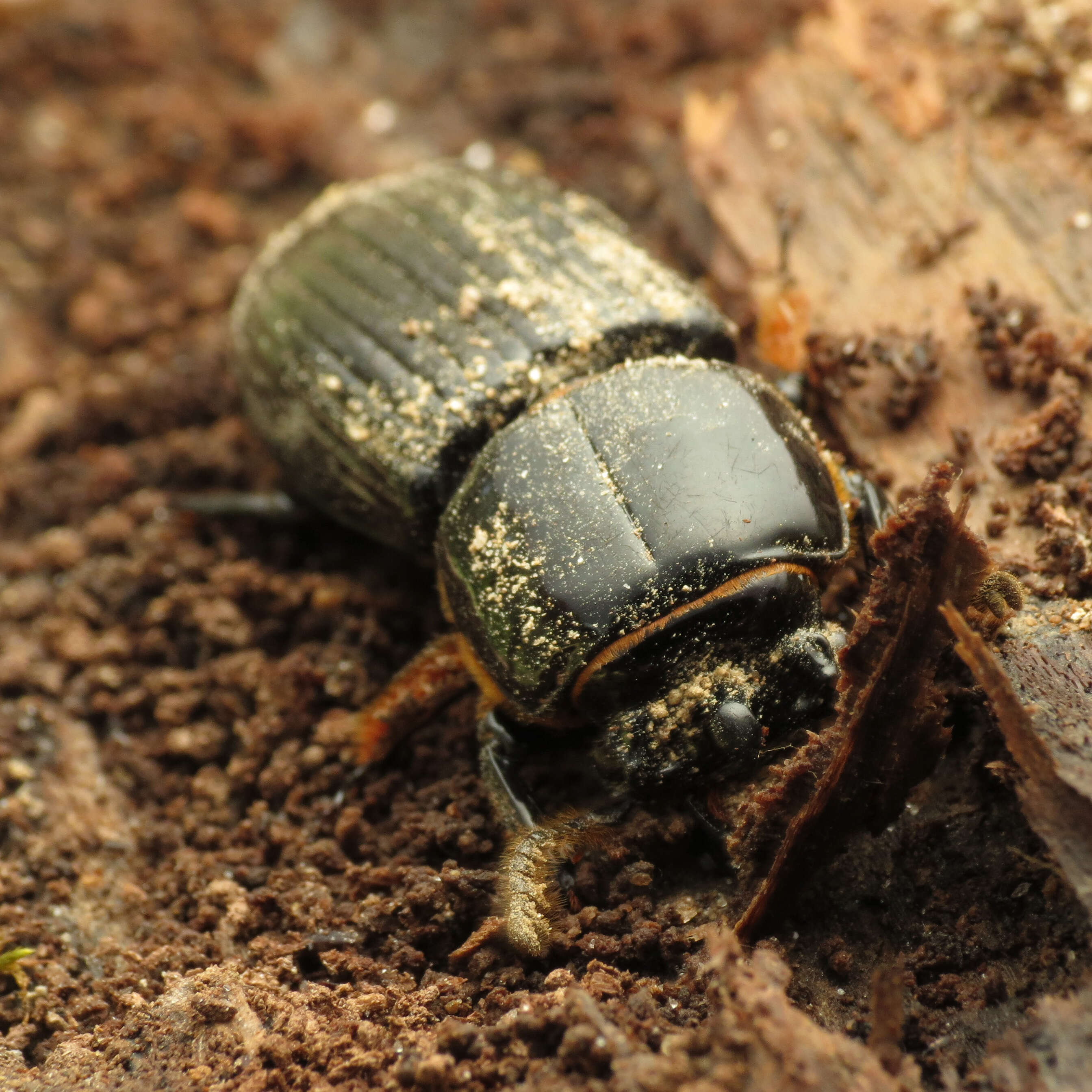 Image de Odontotaenius disjunctus (Illiger 1800)