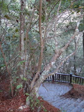 Image of Rhododendron breviperulatum Hayata