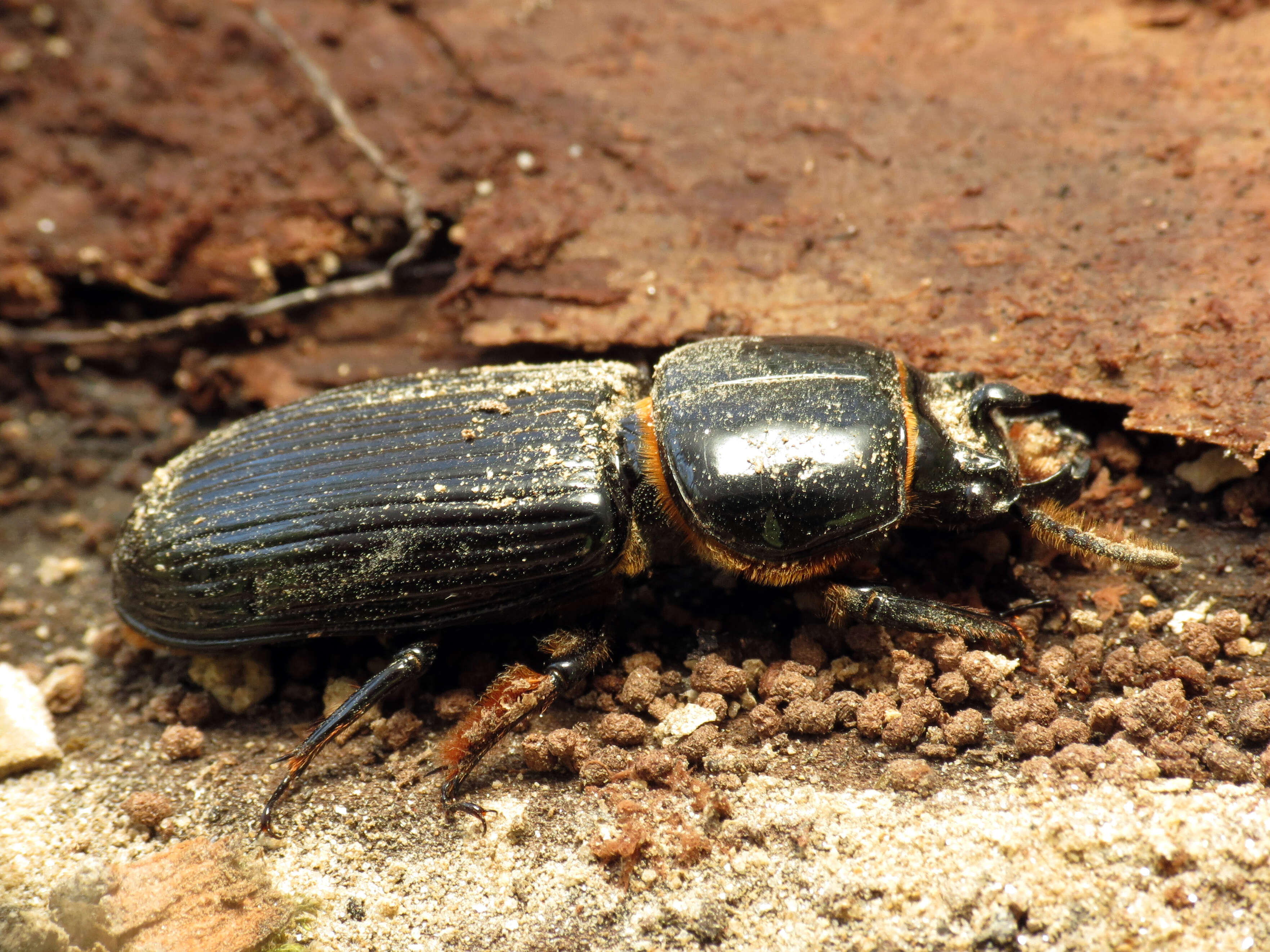 Image de Odontotaenius disjunctus (Illiger 1800)