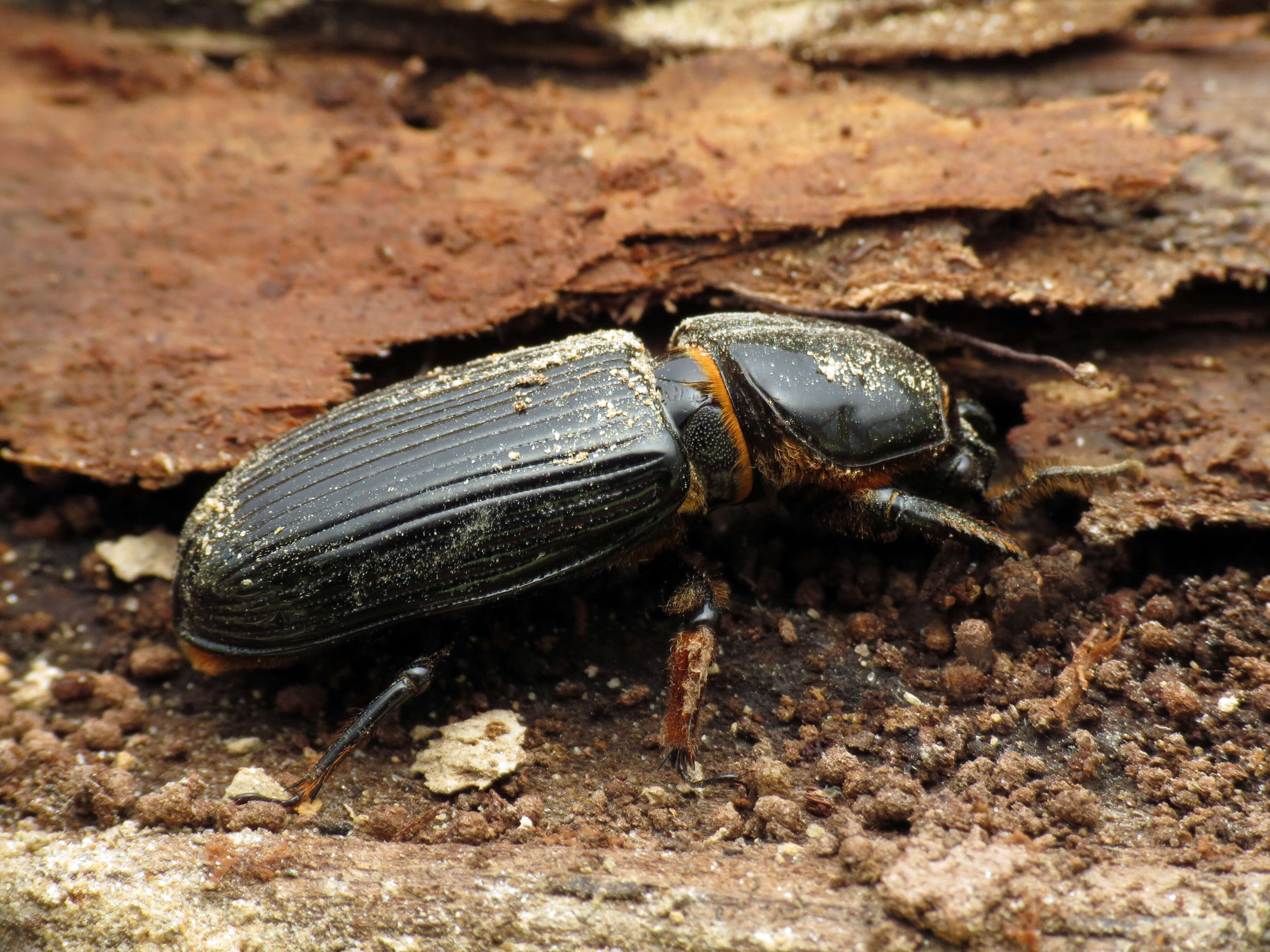 Image of Horned Passalus