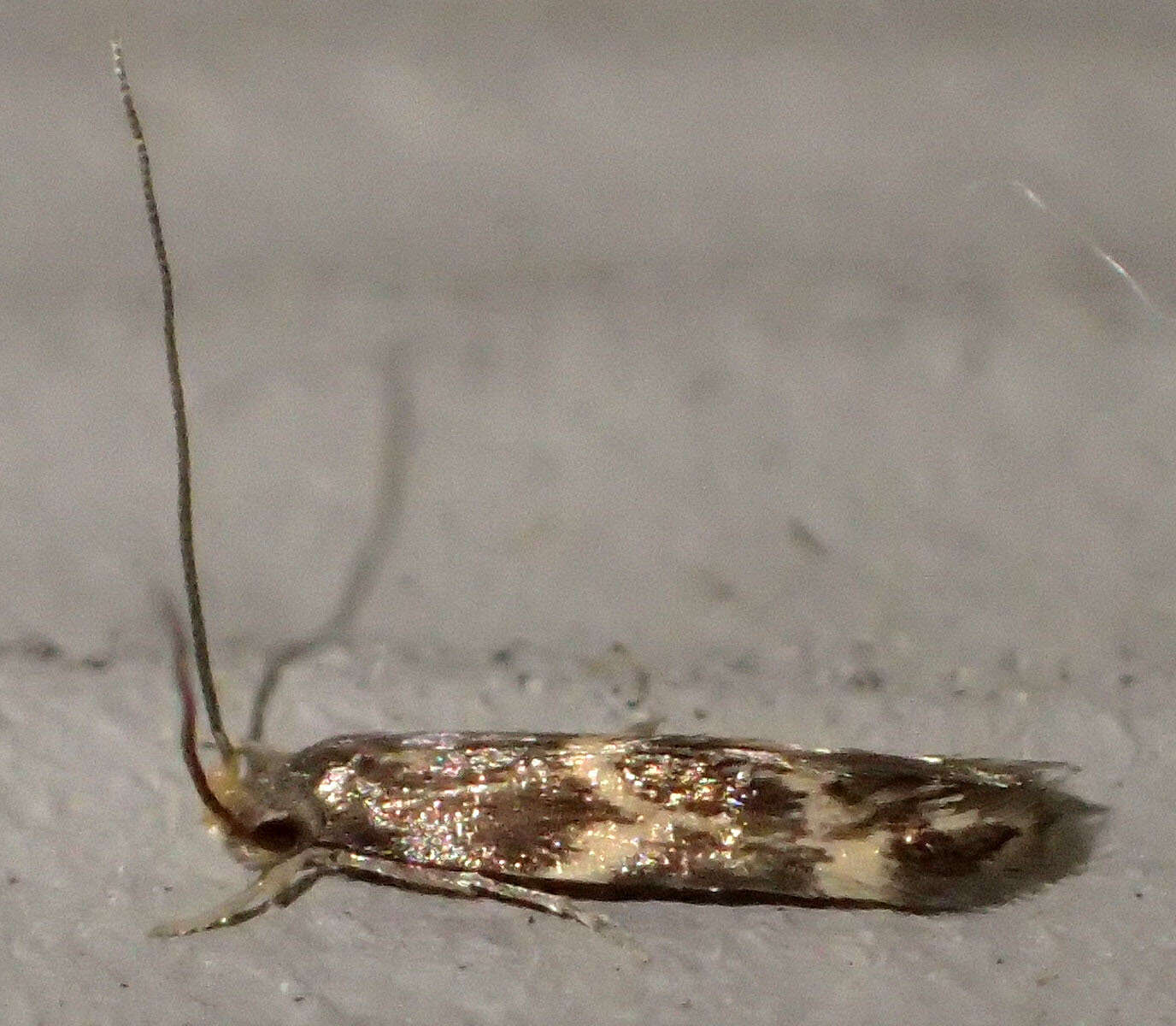 Image of Oinophila