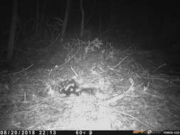 Image of Allegheny Spotted Skunk