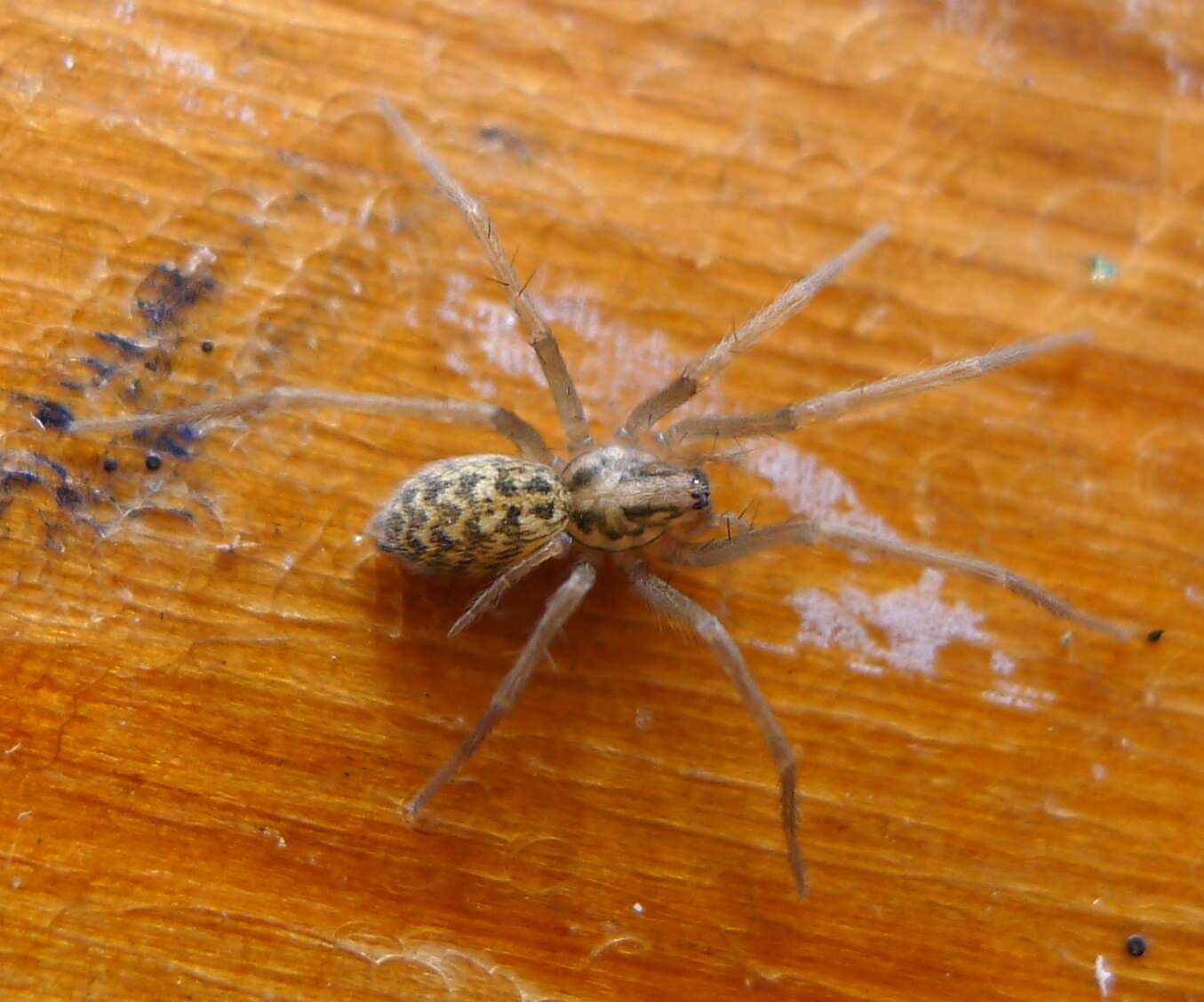 Image of Giant House Spider