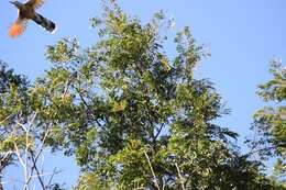 Image of Jamaican Lizard Cuckoo