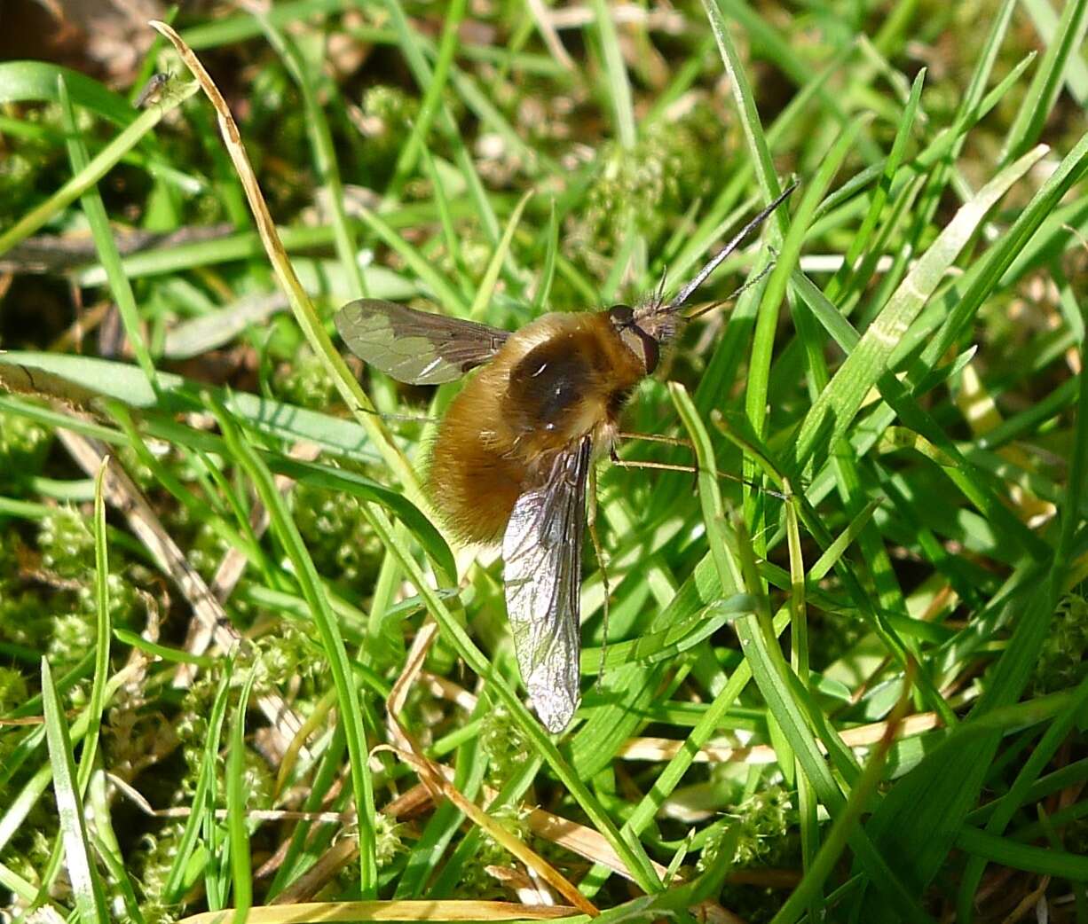 Image of Large bee-fly