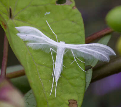 Image of Pterophorus