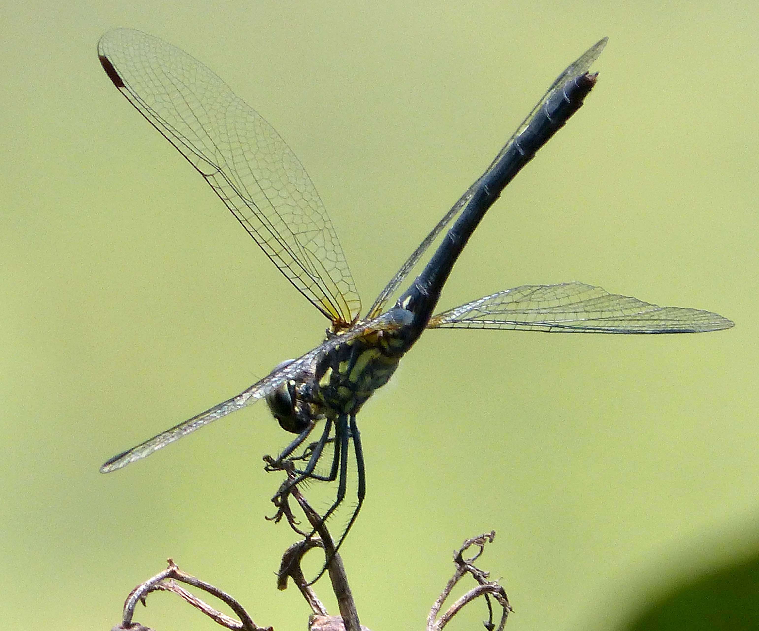 Imagem de Thalassothemis Ris 1909