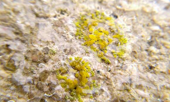 Image of Hidden goldspeck lichen