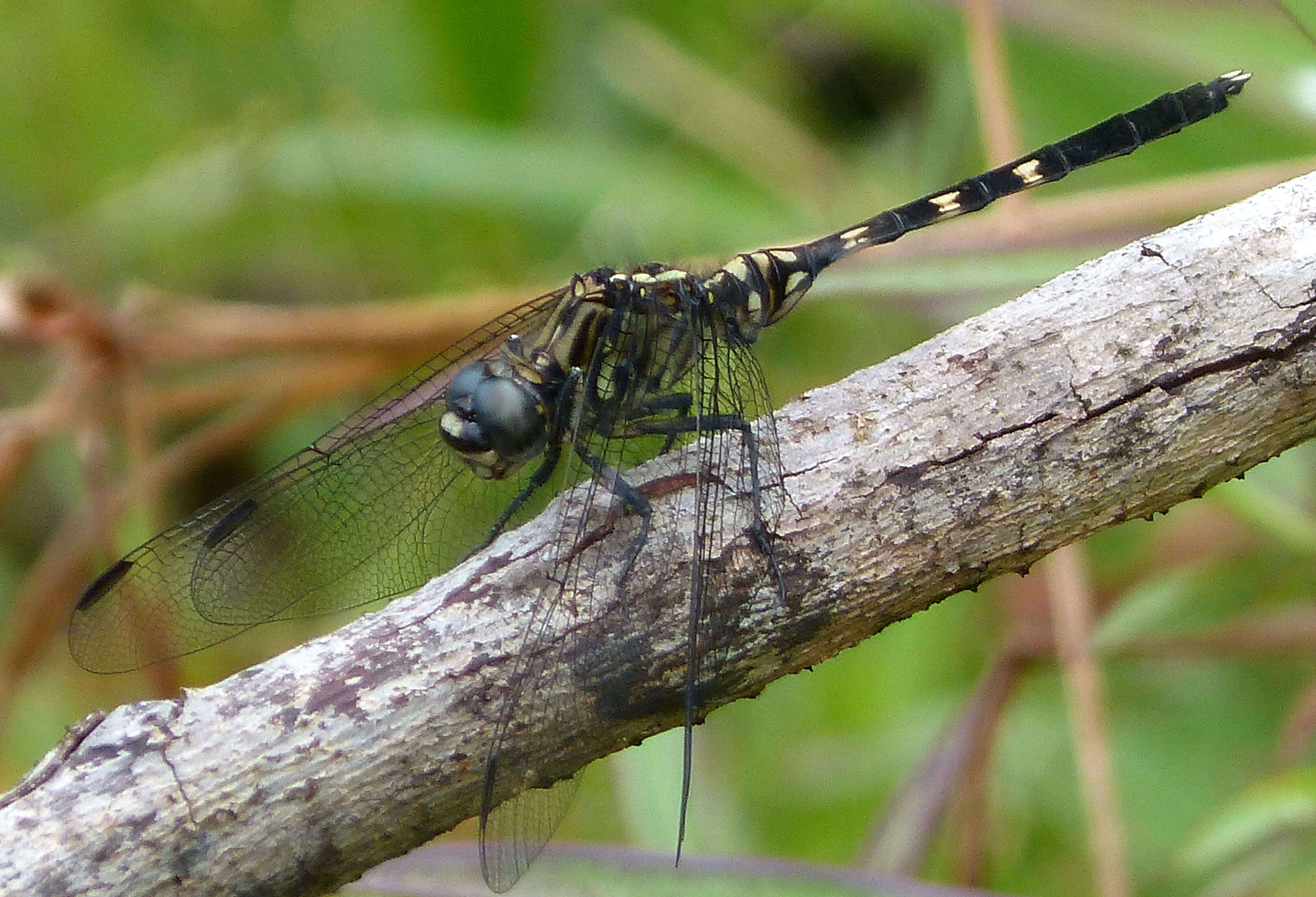 Image of Thalassothemis Ris 1909