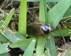 Image of Australian cockroach