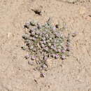 Polygonum mezianum H. Gross resmi
