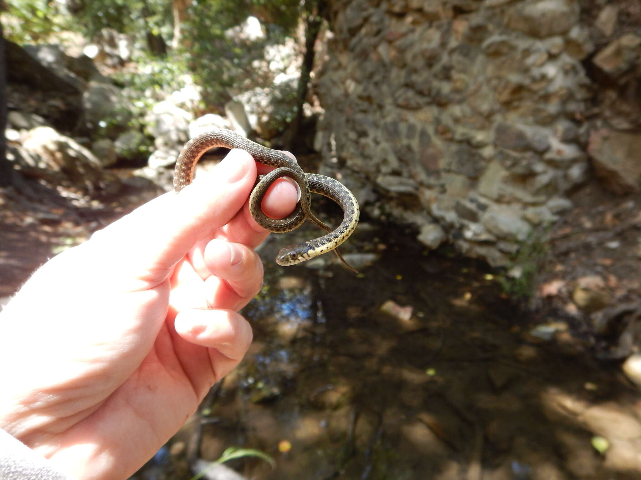 Image of Two-striped Garter Snake