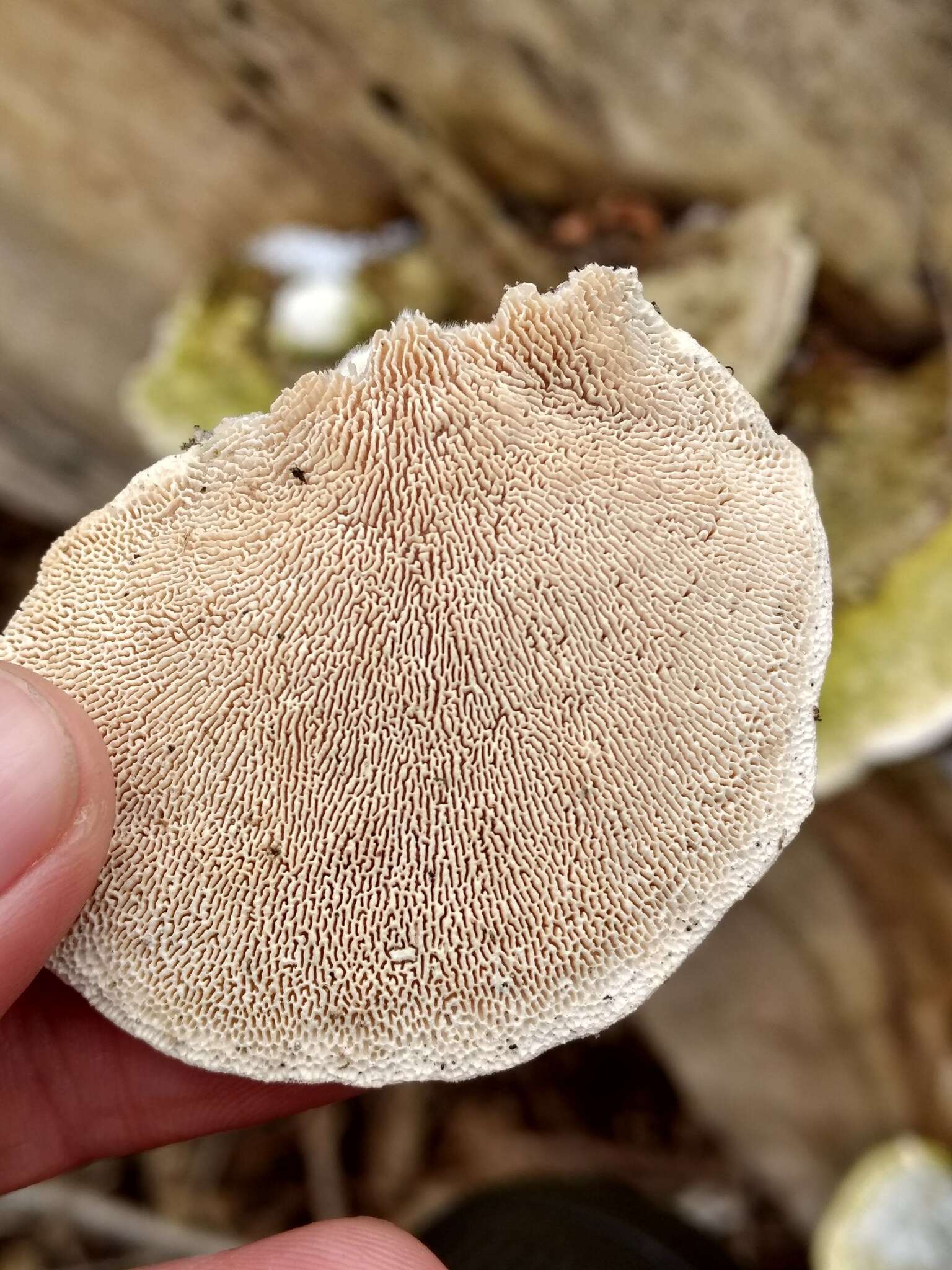 Image of Trametes gibbosa (Pers.) Fr. 1838