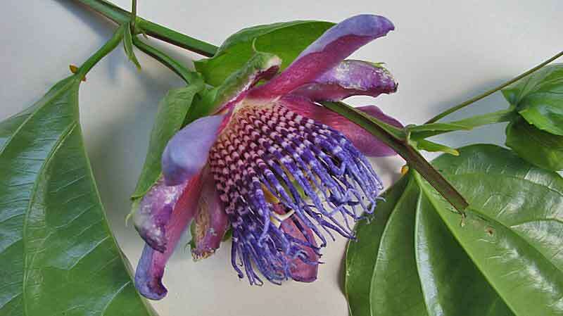 Sivun Passiflora alata Curtis kuva