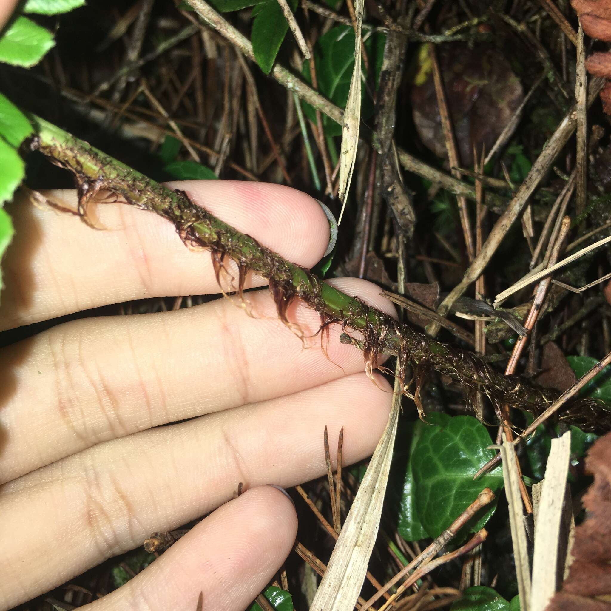 Imagem de Dryopteris lepidopoda Hayata