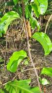 Sivun Passiflora alata Curtis kuva