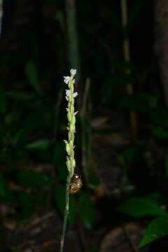 Image of Hairy jewel orchid