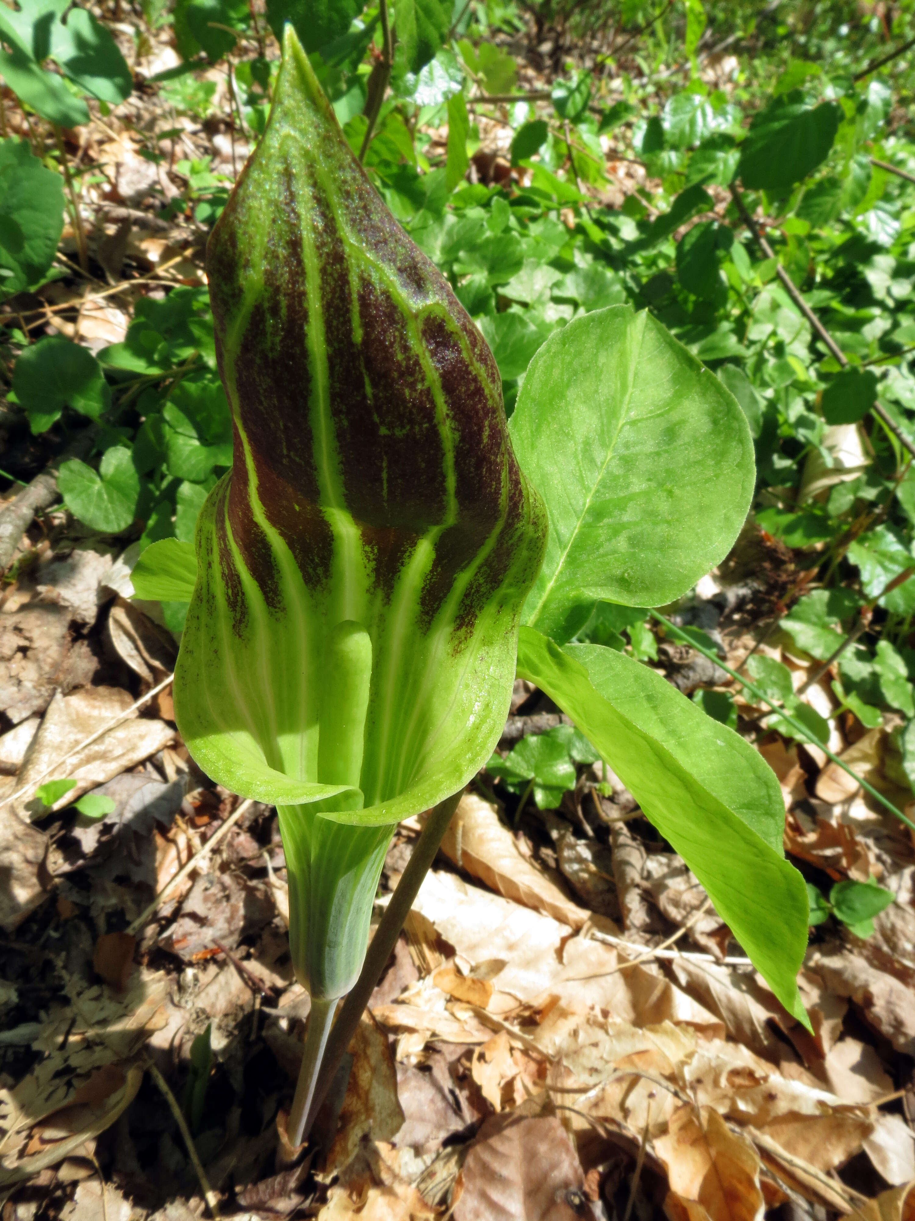 Image of Jack in the pulpit