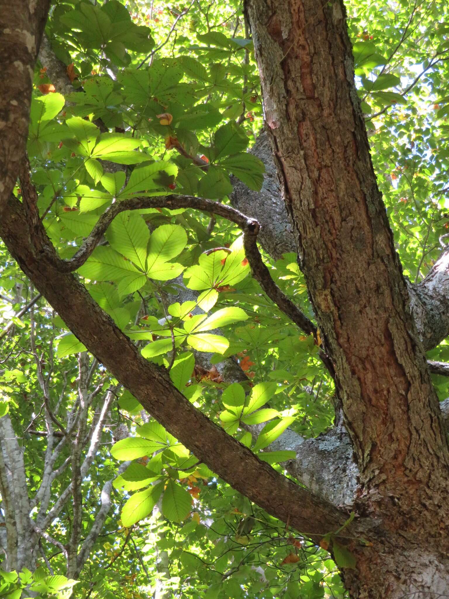 Image of Japanese Horse-chestnut