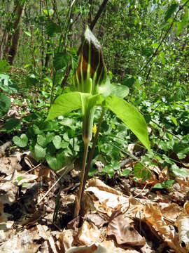 Image of Jack in the pulpit