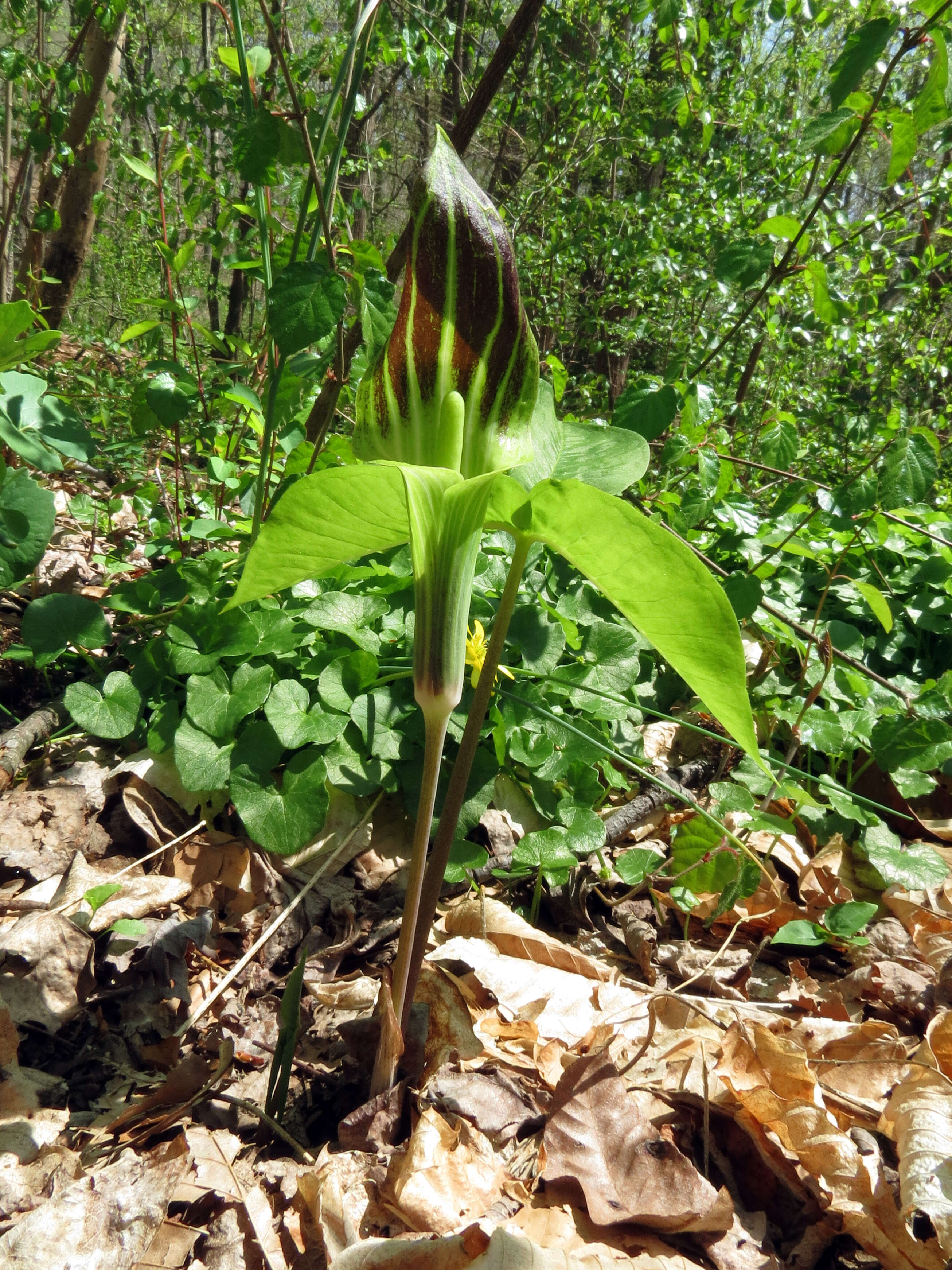 Слика од Arisaema triphyllum (L.) Schott