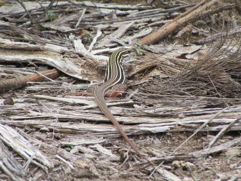 Image of Giant Whiptail