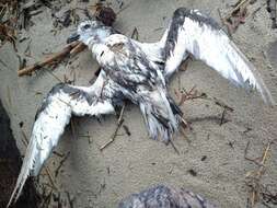 Image of Mottled Petrel