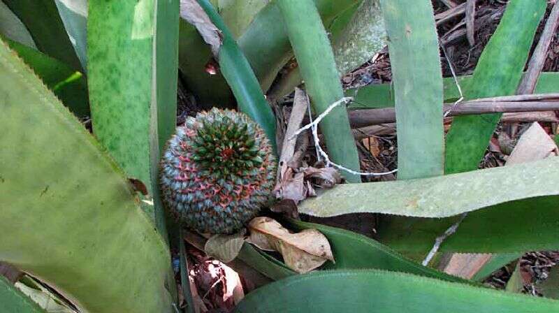 Image of Aechmea multiflora L. B. Sm.