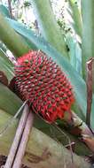 Image of Aechmea multiflora L. B. Sm.