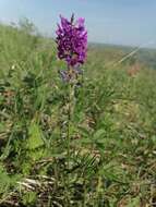 Image of Oxytropis ambigua (Pall.) DC.