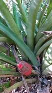 Image of Aechmea multiflora L. B. Sm.