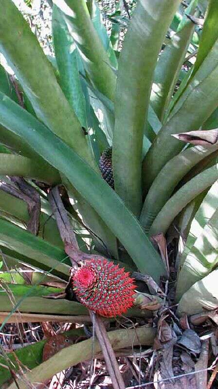 Image of Aechmea multiflora L. B. Sm.