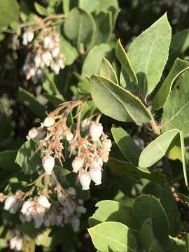 Imagem de Arctostaphylos crustacea subsp. crustacea