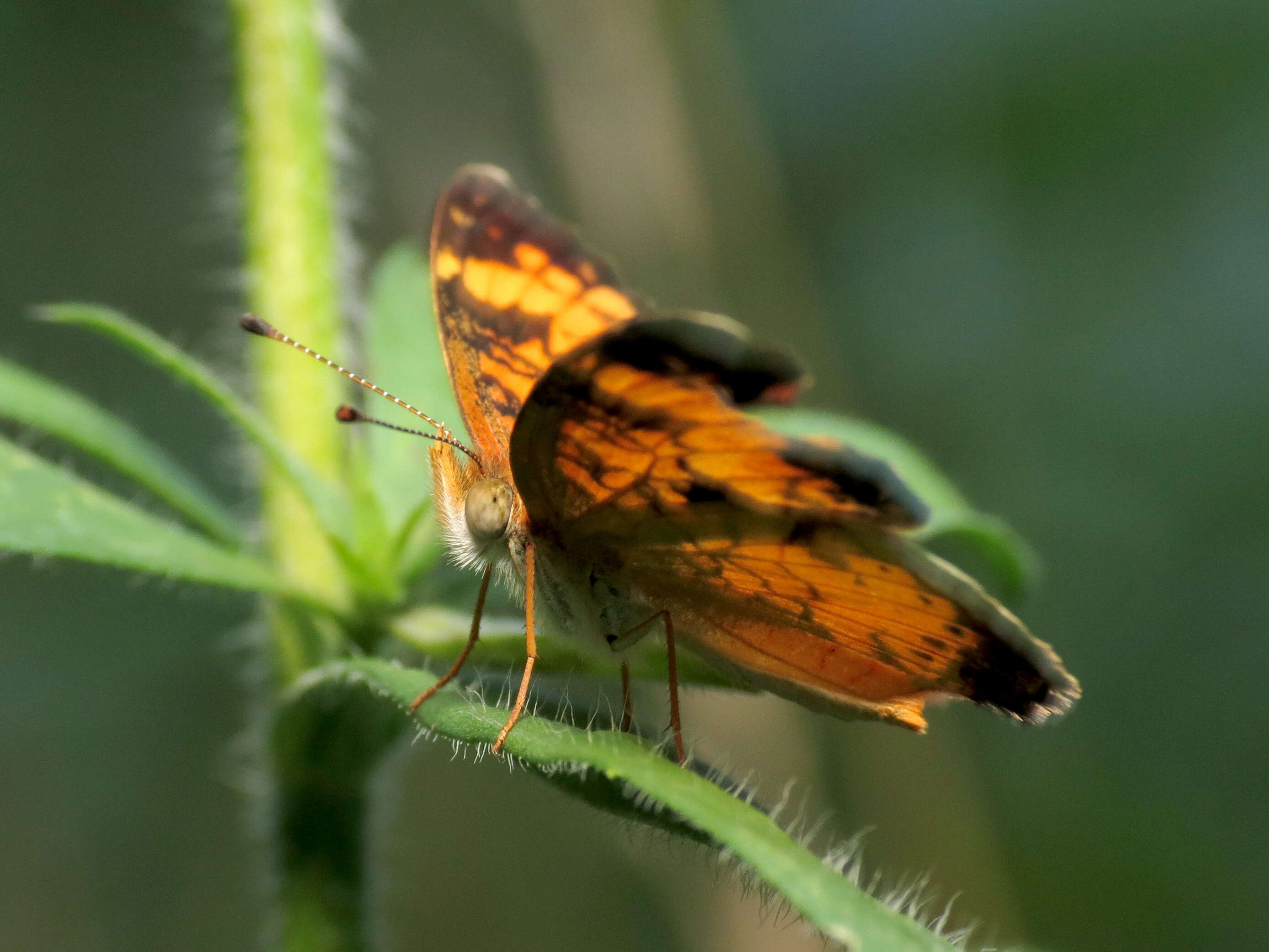 Image of Pearl Crescent