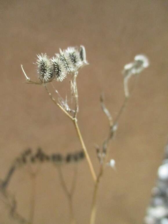 Image of spreading hedgeparsley