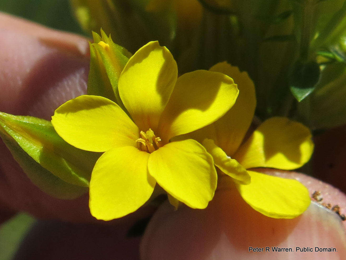 Image of Sebaea natalensis (Schinz) Schinz