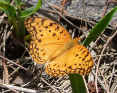 Image of Common Leopard