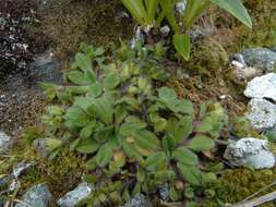 Image of Myosotis lyallii subsp. lyallii