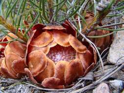 Image of Protea subulifolia (Salisb. ex Knight) Rourke