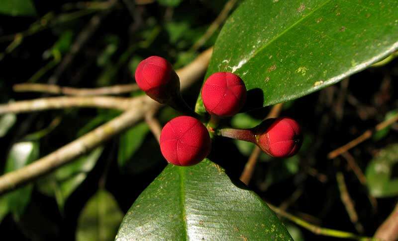 Слика од Symphonia globulifera L. fil.